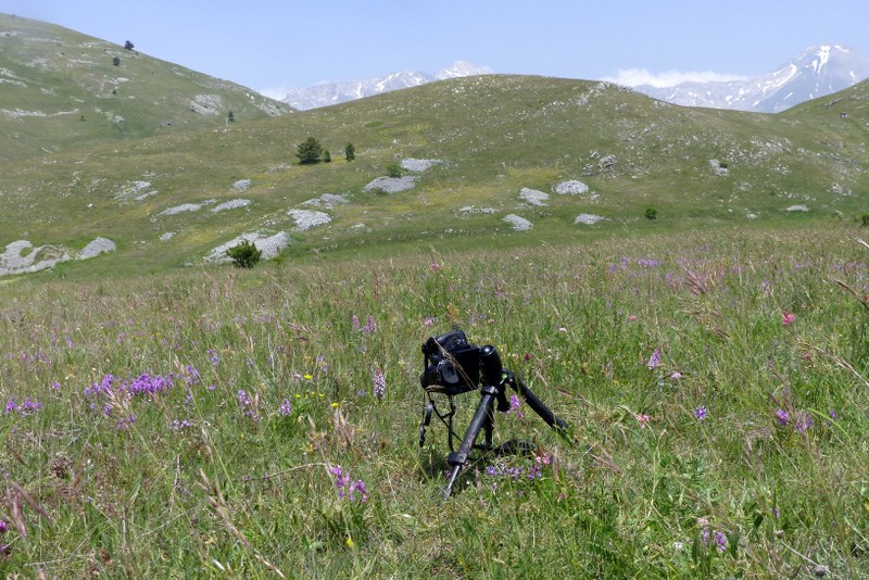 Forme ibride di Ophrys aranifera/sphegodes x Ophrys dinarica  9 giugno 2025  alto aquila